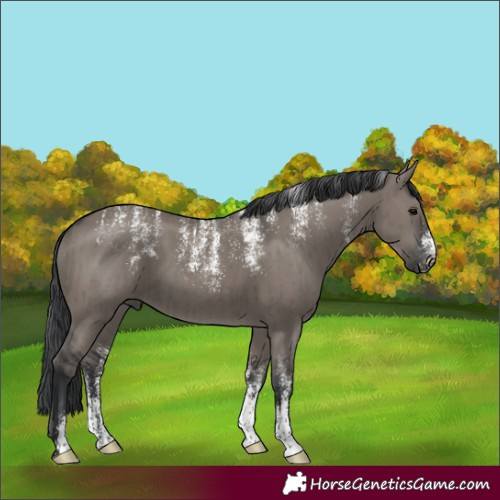 Horse Color:Powder White Grullo Brindle 