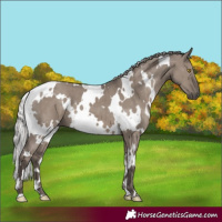 Horse Color:White Spotted Silver Grullo Brindle