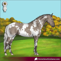 Horse Color:White Spotted Silver Grullo Brindle 