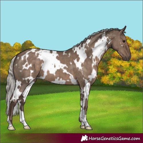 Horse Color:White Spotted Silver Grullo Brindle 