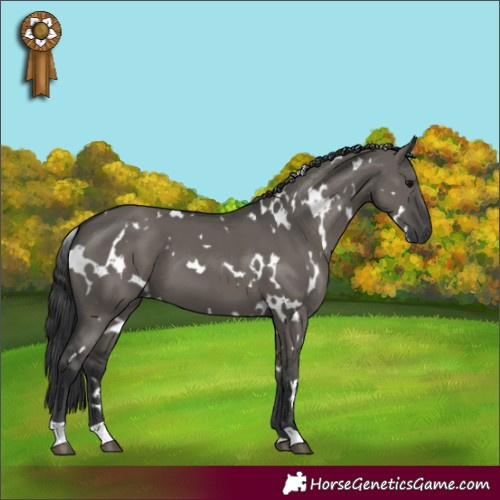 Horse Color:White Spotted Grullo 