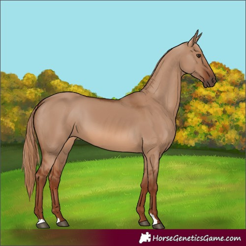 Horse Color:Red Dun