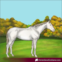 Horse Color:Buckskin Roan Pearl and Buckskin Roan Pearl Frame
