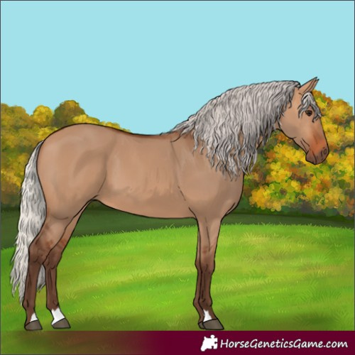Horse Color:Silver Bay Dun
