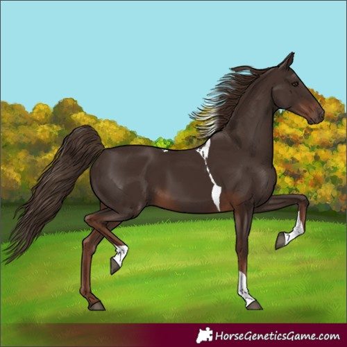 Horse Color:Liver Chestnut Tobiano 
