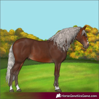 Horse Color:Silver Brown 