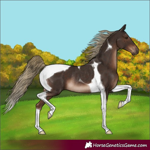 Horse Color:Liver Chestnut Tobiano Rabicano