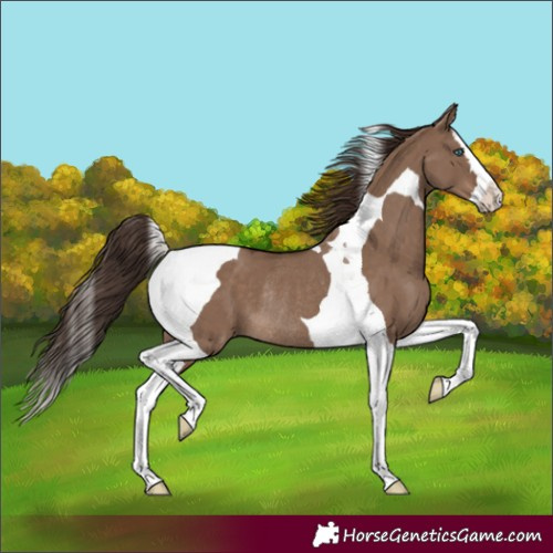 Horse Color:Liver Red Dun Splash Tobiano Rabicano 