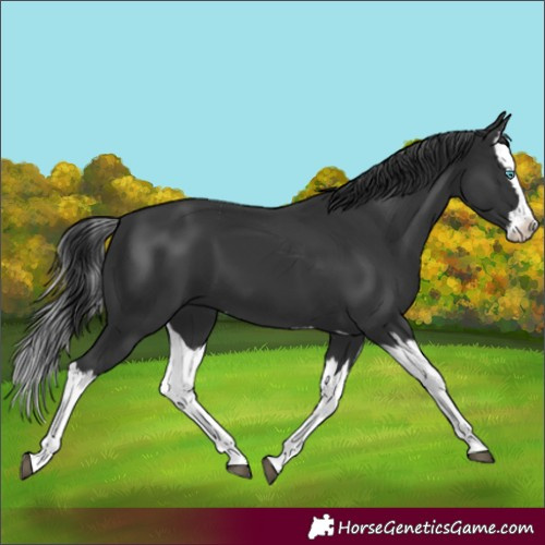 Horse Color:Black Splash 