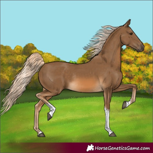 Horse Color:Chocolate Palomino Tobiano Rabicano