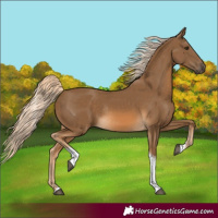 Horse Color:Chocolate Palomino Tobiano Rabicano 