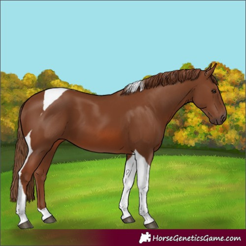 Horse Color:Chestnut Tobiano 