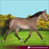 Horse Color:Bay Dun Rabicano 