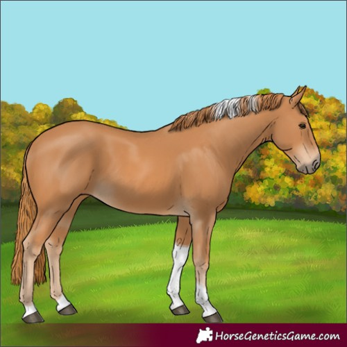 Horse Color:Chestnut Tobiano 