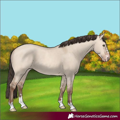 Horse Color:Amber Champagne Dun 