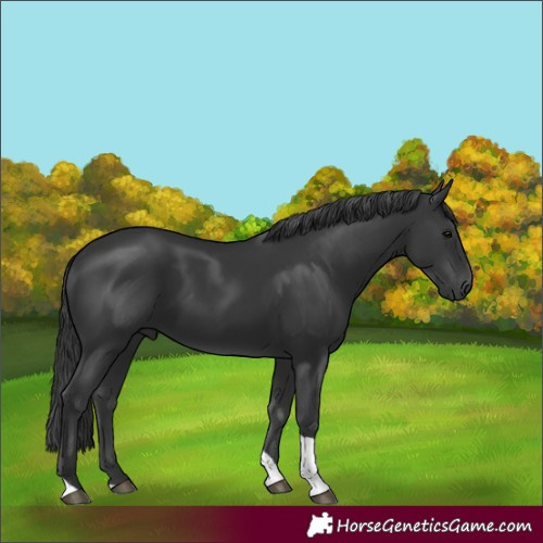 Horse Color:Black Tobiano Rabicano 