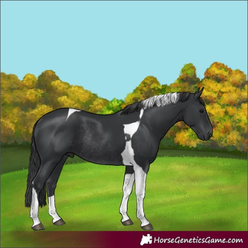Horse Color:Black Tobiano Rabicano 