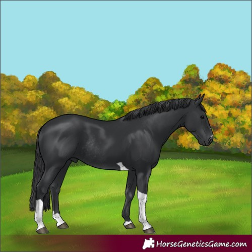 Horse Color:Black Tobiano Rabicano 