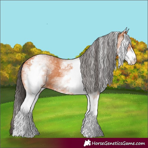 Horse Color:White Spotted Bay 