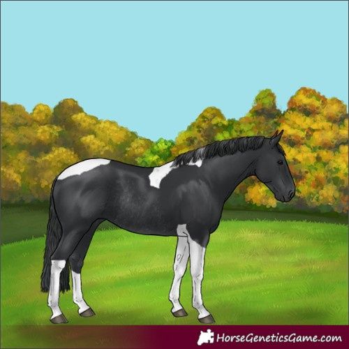 Horse Color:Black Tobiano Rabicano 
