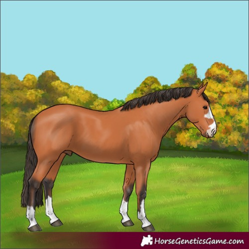 Horse Color:Bay 