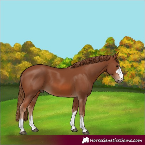 Horse Color:Chestnut 