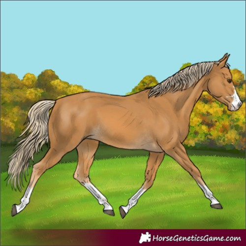 Horse Color:Palomino 