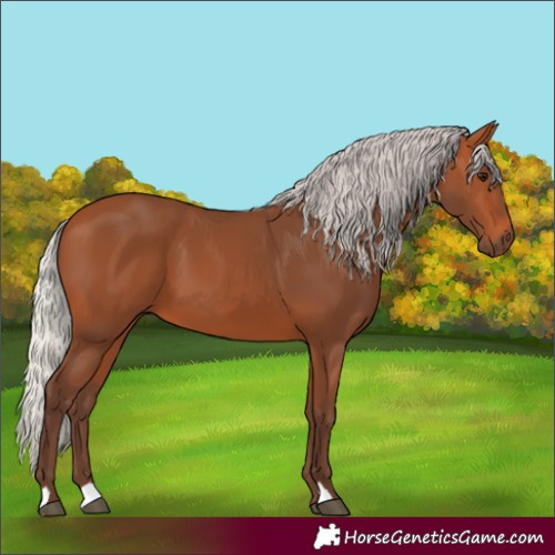 Horse Color:Silver Bay 
