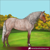 Horse Color:Silver Bay Roan