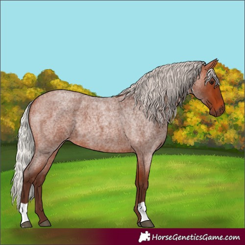 Horse Color:Silver Bay Roan 