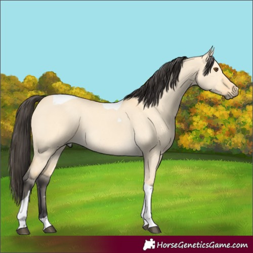 Horse Color:Buckskin Dun Tobiano 
