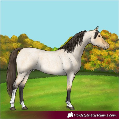 Horse Color:Buckskin Roan Dun Tobiano 