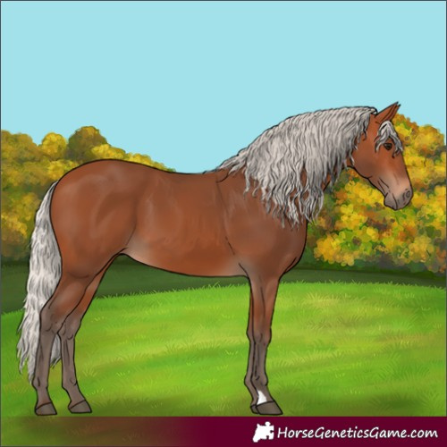 Horse Color:Silver Bay 