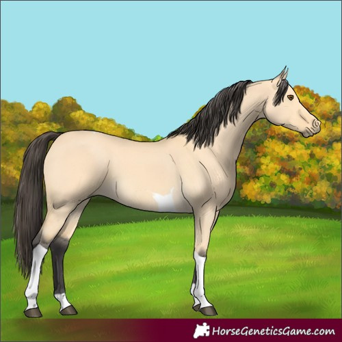 Horse Color:Buckskin Dun Tobiano 