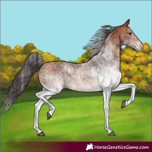 Horse Color:White Spotted Bay 