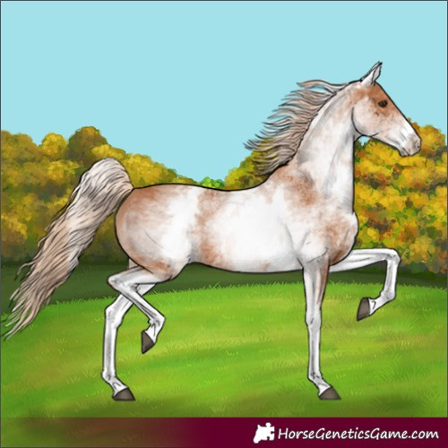 Horse Color:White Spotted Chestnut 