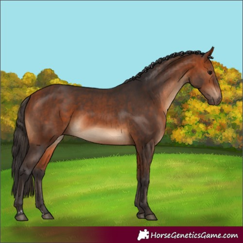 Horse Color:Bay  and Bay 