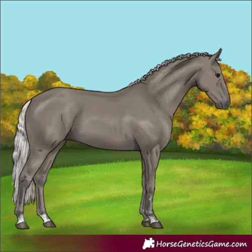 Horse Color:Silver Smoky Black 