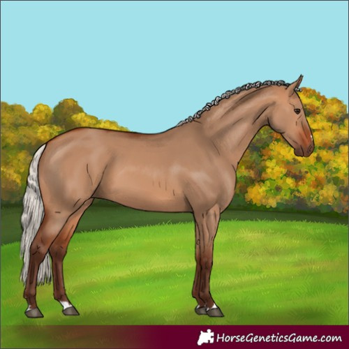 Horse Color:Silver Bay Dun 