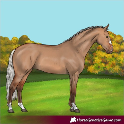 Horse Color:Silver Bay Dun 