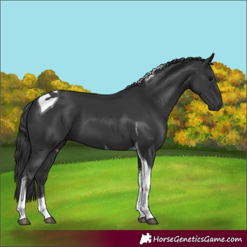 Horse Color:Black Tobiano 