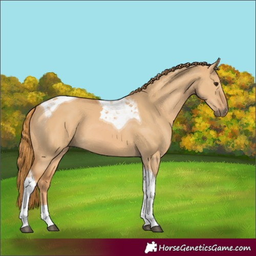Horse Color:Red Dun Tobiano 