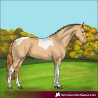 Horse Color:Red Dun Tobiano 
