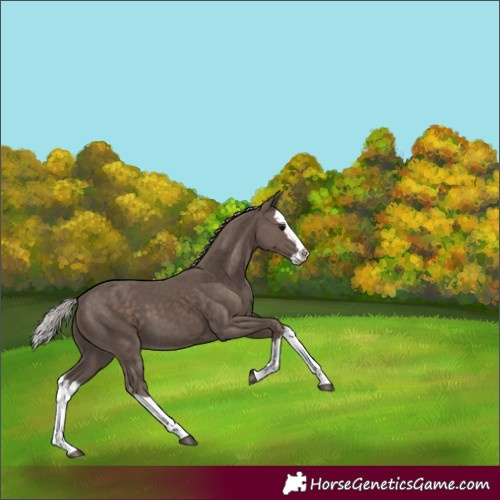 Horse Color:Silver Black Splash 