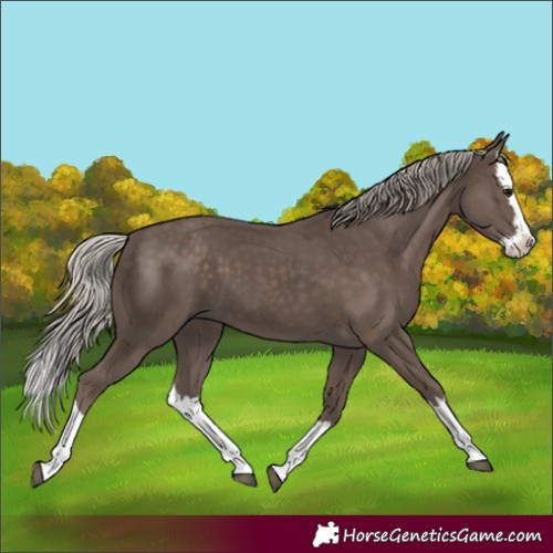 Horse Color:Silver Black Splash