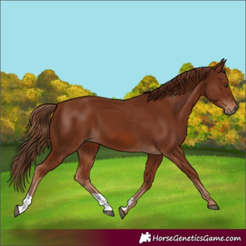 Horse Color:Chestnut 