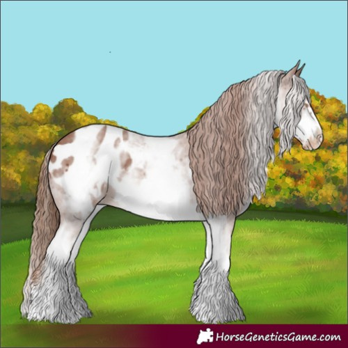 Horse Color:White Spotted Chestnut Sabino Frame Appaloosa