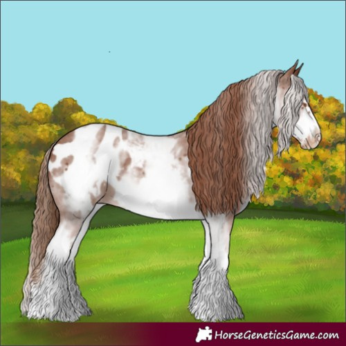 Horse Color:White Spotted Chestnut Sabino Frame Appaloosa