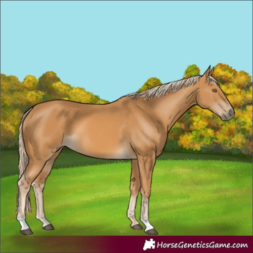 Horse Color:Palomino