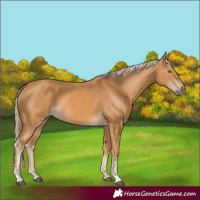 Horse Color:Palomino 
